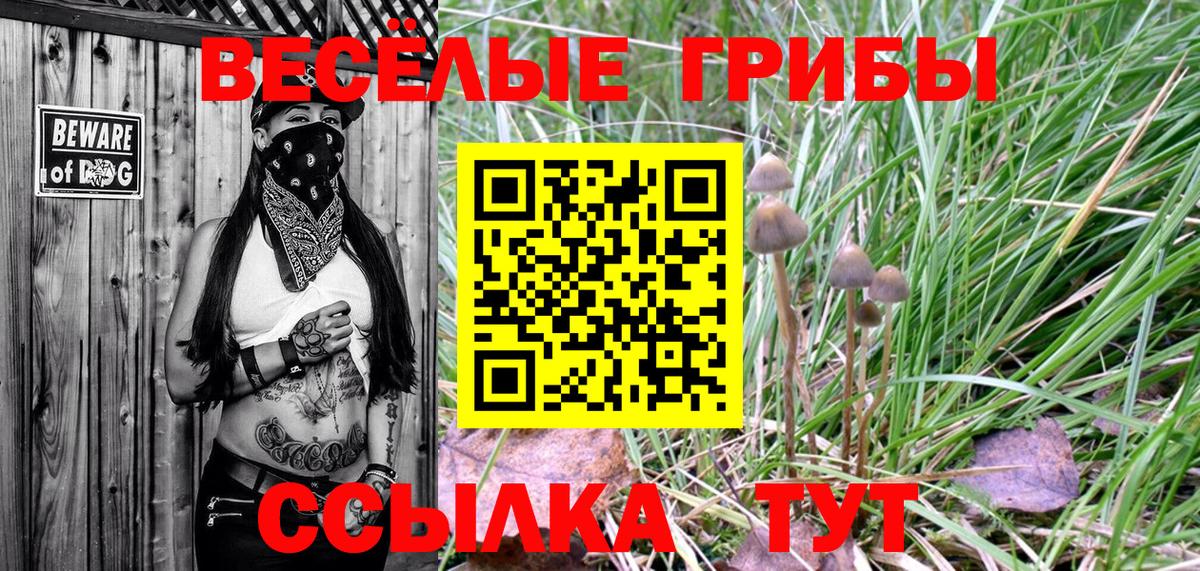 Псилоцибиновые грибы Psilocybine cubensis Десногорск